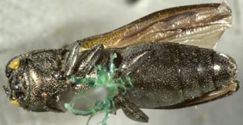 Media type: image;   Entomology 2132 Aspect: habitus ventral view